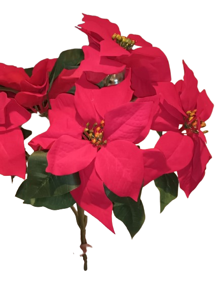 18"H WP POINSETTIA BUSH