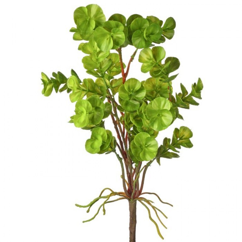 WATER EUCALYOTUS PLANTS 17