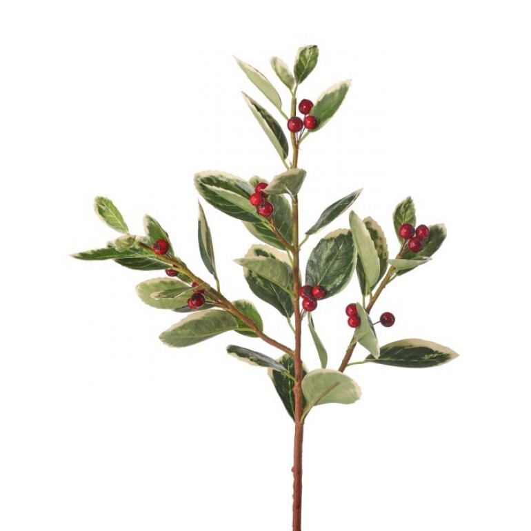 EUPHORBIA MARGINATA WBERRIES SPRAY REDGREENWHITE