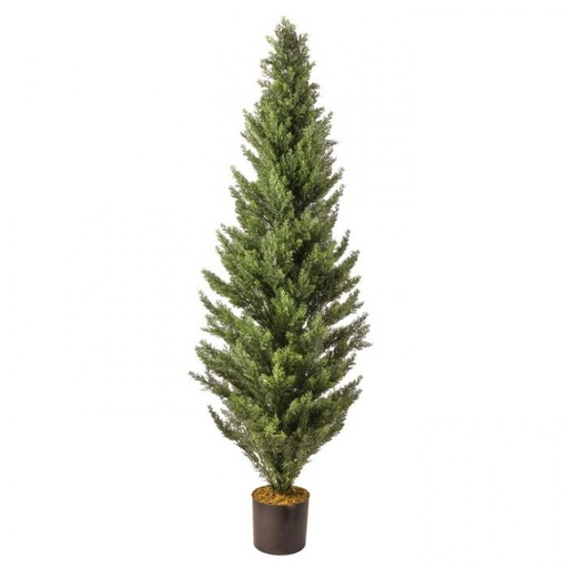 [MTX74647] 60" UV POTTED ARBORVITAE TREE