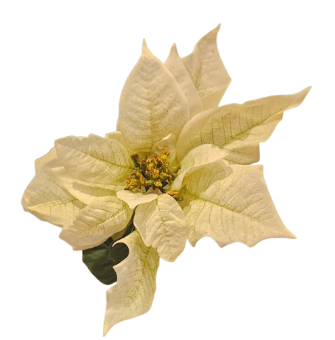[262038] POINSETTIA BLANCA