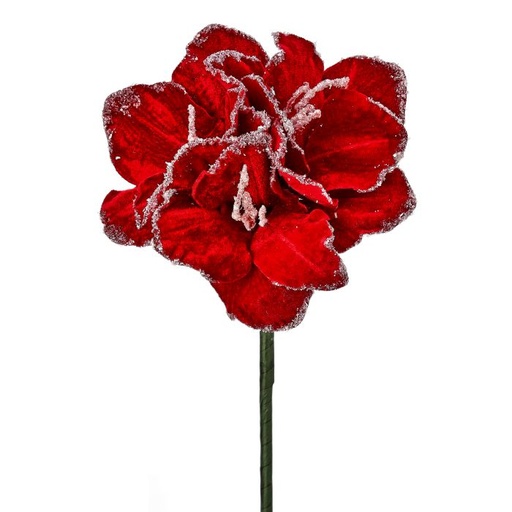 [MTX74462] 24" SNOW EDGED  VELVET AMARYLIS STEM