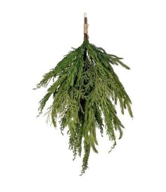 [743903157890] 20" CYPRUS/NORFOLK PINE BUNDLE