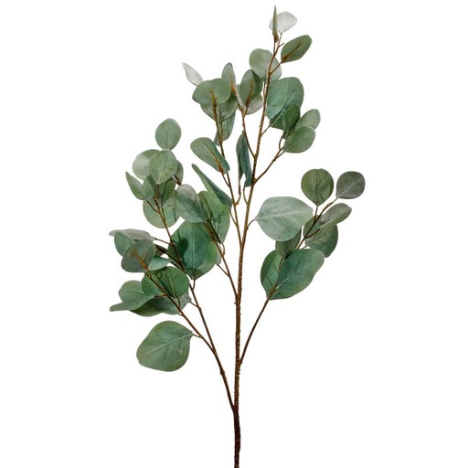[MTF23816] BLEACHED SILVER DOLLAR EUCALYPTUS SPR 34´´