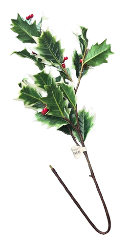 [MTX69059] 32"NATURAL TOUCH VARIGATED HOLLY BERRY SPRAY