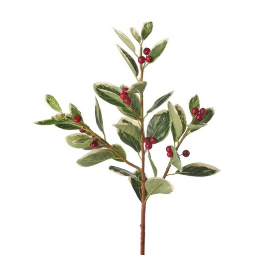 [MTX66804] EUPHORBIA MARGINATA WBERRIES SPRAY REDGREENWHITE