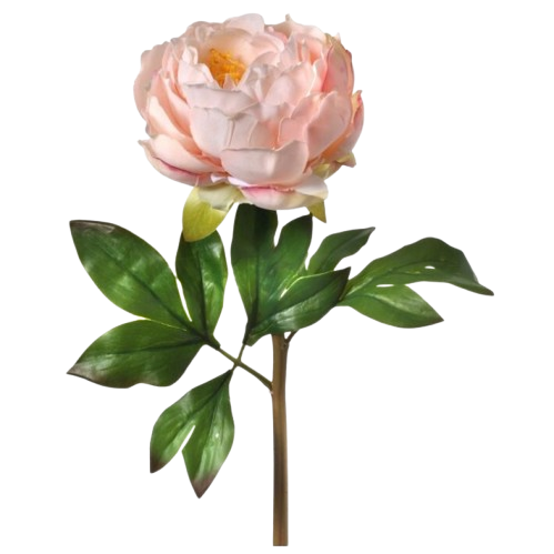 [MTF21788] JUST CUT PEONY 22