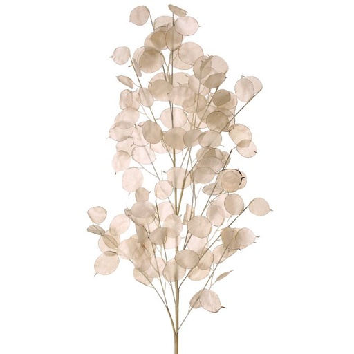 [MTF22468] PL.LUNARIA BRANCH 41´´