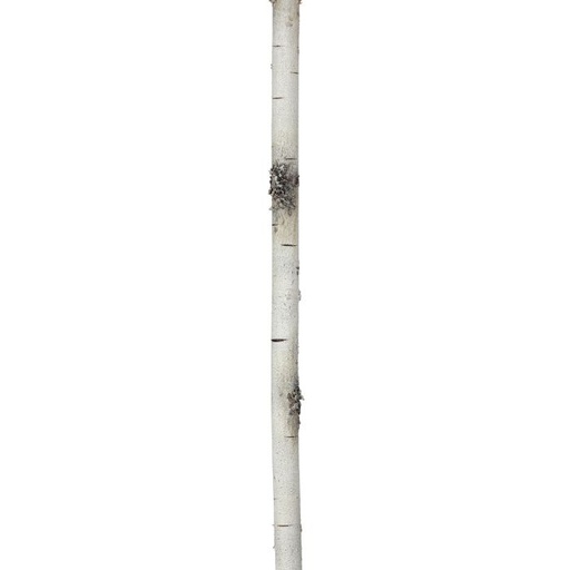 [MTX58517] 72´´30MM´´´D´´WIRED FOAM BIRCH BRANCH GARLAND