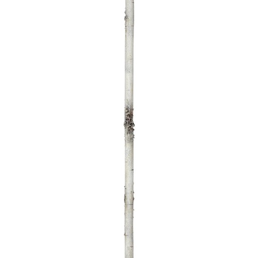 [MTX58516] 72´´20MM´´D´´ WIRED FOAM BIRCH BRANCH GARLAND