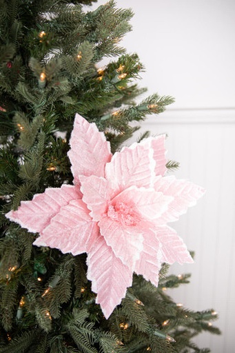 [743902774166] SUGARED POINSETTIAS STEM PINK
