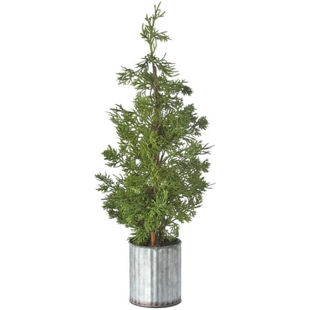 [743902750795] 22GALVANIZE POTTED CEDAR PLANT NATURAL GREEN