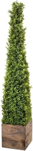 [MTF22039] PL.SPRING BOXWOOD OBELISK IN WOOD 48´´